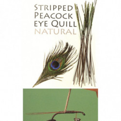QUIL DE PAVO REAL...