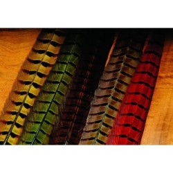 PLUMAS DE COLA DE FAISAN...