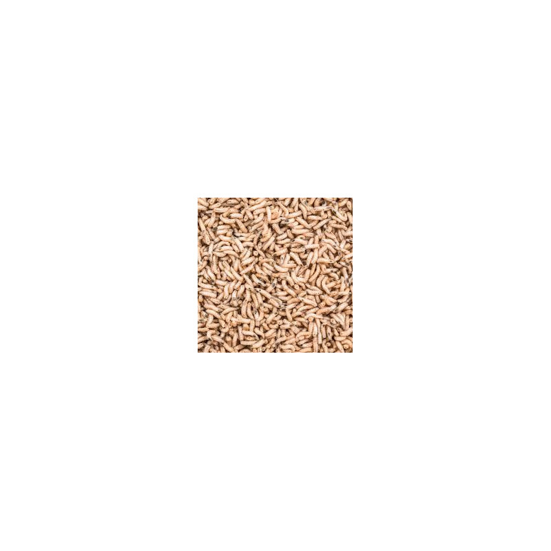 LITRO ASTICOT BLANCO CEBOS RAMIRO